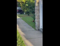 Strange colorful bird walk on the yard