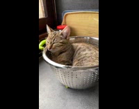 Grey brown cat sleeps in green colander 