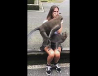 Two monkeys mate on lap of woman