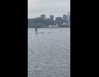 Guy falls off paddleboard 