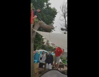 Guy jumps tree white canopy tarp tent  