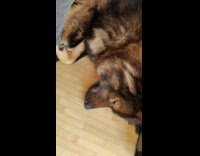 Large brown dog sleeps eyes slightly open 