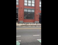 Geese and babies walk on street sidewalk