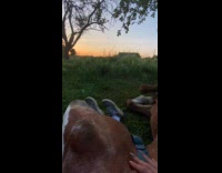 Horse rest head on legs of woman