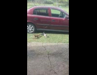 Three puppies fight and pull a piece of cloth