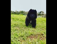 Black chow chow dog runs across grass