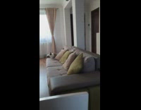 Fluffy bunny runs on couch 