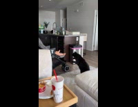 Cat curious and peeking on baby sleeping on stroller 