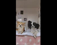 2 dogs put on face mask 