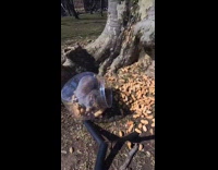 Squirrel stuck inside of peanut jar