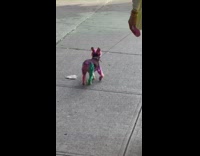 Small pink dog with green back leg 