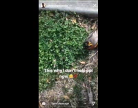 Man tries to help injured bird on the sidewalk grass and gets bitten