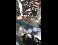 Alpaca scratches butt on wooden fence