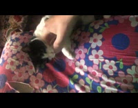 Guy pets black white cat licks finger 