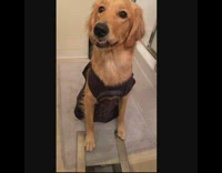 Golden retriever dog macbook laptop white mug