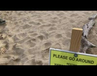 Wild monk seal lie down and rests on the sand 