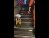 Man and dog dress up as astronauts for halloween and go up stairs in subway station