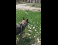 German shepard picks up rock and runs away