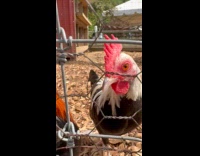 Two chickens look at camera near fence