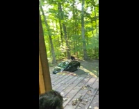 Black bears climb into car with open window