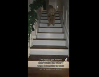 Dog comes down stairs with teddy bear in mouth