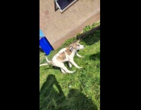 Dog siblings reunited again