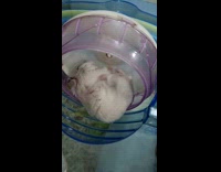 Hamster scratches belly lie down on wheel