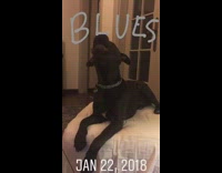 black dog howls on white bed