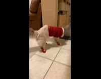 grey cat in santa costume with booties walks weird
