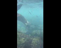Guy snorkeling scared by seal that comes at him