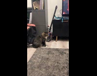 Cat throws tantrum hides under the carpet