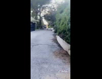 Guy gets chased by two coyotes neighborhood 