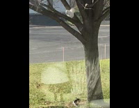 Albino squirrel on the tree branch Part 1