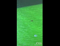 Duck swimming in blue water river in chicago