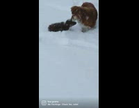 Collab Kale Salad IG - Small dog follows big dog in snow