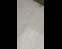 Bug on the ground spins in circles