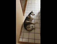 husky laying on its back on floor