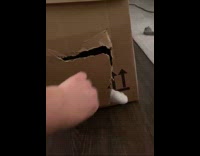 Cat inside the box closes door hole