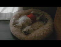 Dog orange pants lay on its back on bed