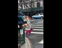 Pink dog walks in rain 