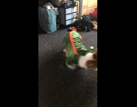 Corgi dog in dinosaur trex costume trying to catch tail