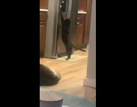 Collab BitchMP - Black cat tries to climb on fridge