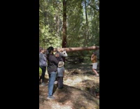 Guy brown shirt dance tiktok creek log