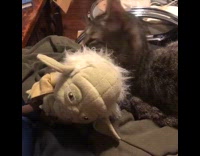 Collab PLC - Tabby cat lick hair of Yoda plushy