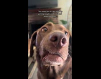 Collab ClipsIG - Labrador dog joins the nanalan strawberry trend