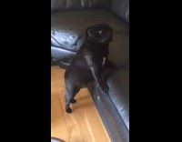 Black pug dog standing up on black couch getting vavucumned 