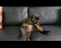 Cat sit on sofa with legs apart