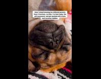 Collab PLC - Pug sleeps upside down  position snores loudly