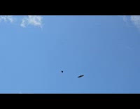 Bird scare away a bigger bird in the sky