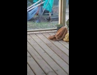 Brown rooster chicken crows for first time 